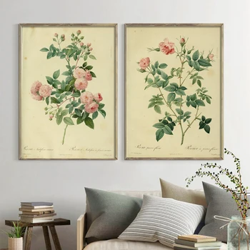 Antic Plante Ilustrații Canvas Postere Vintage Botanică Cabinetul De Stampe Studii Decor De Perete De Arta Imagini De Flori De Trandafir Pictura